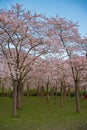 Pink japanese cherry blossom garden in Amsterdam in full bloom. The Bloesempark, Amstelveen, North Holland