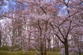 Pink japanese cherry blossom garden in Amsterdam in full bloom. The Bloesempark, Amstelveen, North Holland