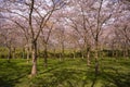 Pink japanese cherry blossom garden in Amsterdam in full bloom. The Bloesempark, Amstelveen, North Holland