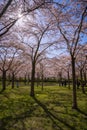 Pink japanese cherry blossom garden in Amsterdam in full bloom. The Bloesempark, Amstelveen, North Holland