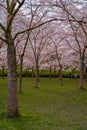 Pink japanese cherry blossom garden in Amsterdam in full bloom. The Bloesempark, Amstelveen, North Holland