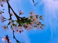 Pink japanese cherry blossom garden in Amsterdam in full bloom, Bloesempark - Amsterdamse Bos Netherlands