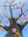 Pink japanese cherry blossom garden in Amsterdam in full bloom, Bloesempark - Amsterdamse Bos Netherlands