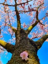 Pink japanese cherry blossom garden in Amsterdam in full bloom, Bloesempark - Amsterdamse Bos Netherlands