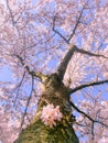Pink japanese cherry blossom garden in Amsterdam in full bloom, Bloesempark - Amsterdamse Bos Netherlands