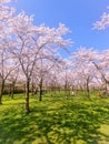 Pink japanese cherry blossom garden in Amsterdam in full bloom, Bloesempark - Amsterdamse Bos Netherlands