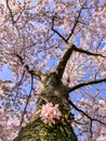 Pink japanese cherry blossom garden in Amsterdam in full bloom, Bloesempark - Amsterdamse Bos Netherlands