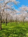 Pink japanese cherry blossom garden in Amsterdam in full bloom, Bloesempark - Amsterdamse Bos Netherlands