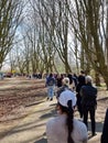 Pink japanese cherry blossom garden in Amsterdam in full bloom, Bloesempark - Amsterdamse Bos Netherlands Royalty Free Stock Photo