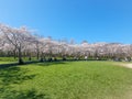 Pink japanese cherry blossom garden in Amsterdam in full bloom, Bloesempark - Amsterdamse Bos Netherlands Royalty Free Stock Photo