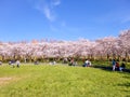 Pink japanese cherry blossom garden in Amsterdam in full bloom, Bloesempark - Amsterdamse Bos Netherlands Royalty Free Stock Photo