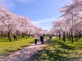 Pink japanese cherry blossom garden in Amsterdam in full bloom, Bloesempark - Amsterdamse Bos Netherlands Royalty Free Stock Photo
