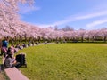 Pink japanese cherry blossom garden in Amsterdam in full bloom, Bloesempark - Amsterdamse Bos Netherlands