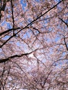 Pink japanese cherry blossom garden in Amsterdam in full bloom, Bloesempark - Amsterdamse Bos Netherlands