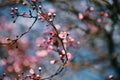 Pink Japanese Cherry Blossom Spring Time Abstract Background Royalty Free Stock Photo