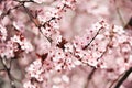 Pink Japanese Cherry Blossom Spring Time Abstract Background Royalty Free Stock Photo