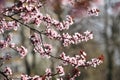 Pink Japanese Cherry Blossom Spring Time Abstract Background Royalty Free Stock Photo