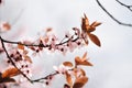 Pink Japanese Cherry Blossom Spring Time Abstract Background Royalty Free Stock Photo