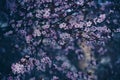 Pink Japanese Cherry Blossom Spring Time Dark Blue Image Abstract Background Royalty Free Stock Photo