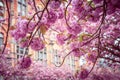 Pink Japanese cherry blossom tree in spring. Close-up. Royalty Free Stock Photo