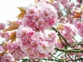 Pink Japanese cherry blossoms Royalty Free Stock Photo