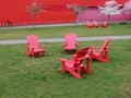 Pink Japanese Cherry, Prunus serrulata, and red chairs against red wall Royalty Free Stock Photo