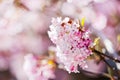 Pink japanese cherry tree in the garden in springtime Royalty Free Stock Photo