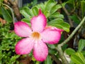 The pink Japanese frangipani flowers are very beautiful