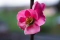 Pink japanese quince blossom and branch, chaenomeles japonica, malus floribunda