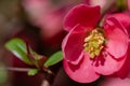 Pink japanese quince flower head, chaenomeles japonica, malus floribunda Royalty Free Stock Photo