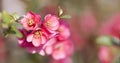 Pink japanese quince flower in spring