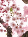 Pink Japanese Sakura Cherry Blossoms Overexposure Royalty Free Stock Photo