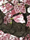 Pink Japanese Sakura Cherry Blossoms Overexposure Royalty Free Stock Photo