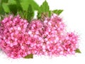 Pink Japanese spirea flower isolated