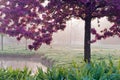 Pink Japanese tree in the morning light, spring garden Stromovka in Prague