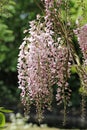 Pink Japanese Wisteria flowers