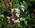 Pink Jasmine in nature black background.