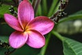 Pink Jasmine flower close up photo - Jasminum x stephanense