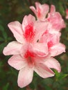 Pink Jasmine Flowers