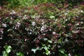 Pink jasmine flowers