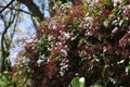 Pink jasmine flowers