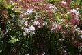 Pink jasmine flowers