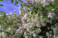 Pink Jasmine Jasminum polyanthum in bloom