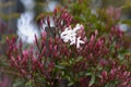 Pink jasmine