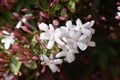 Pink jasmine