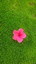 Pink Jaswand flower on grass Royalty Free Stock Photo