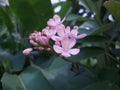 pink jatropha flower blooming, beautiful and fresh, green leaf background