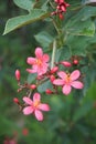 Pink Jatropha integerrima flower