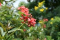 Pink Jatropha integerrima flower