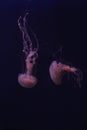 Pink jelly fish acuarium singapur